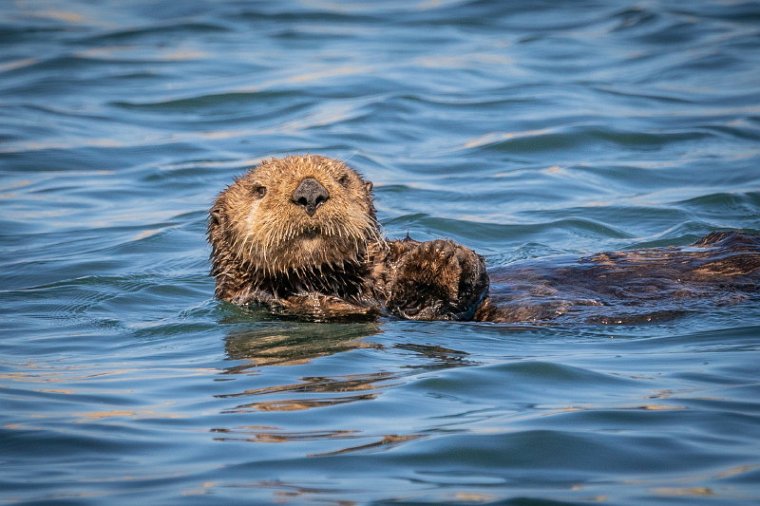 001 Moss Landing, zeeotter.jpg